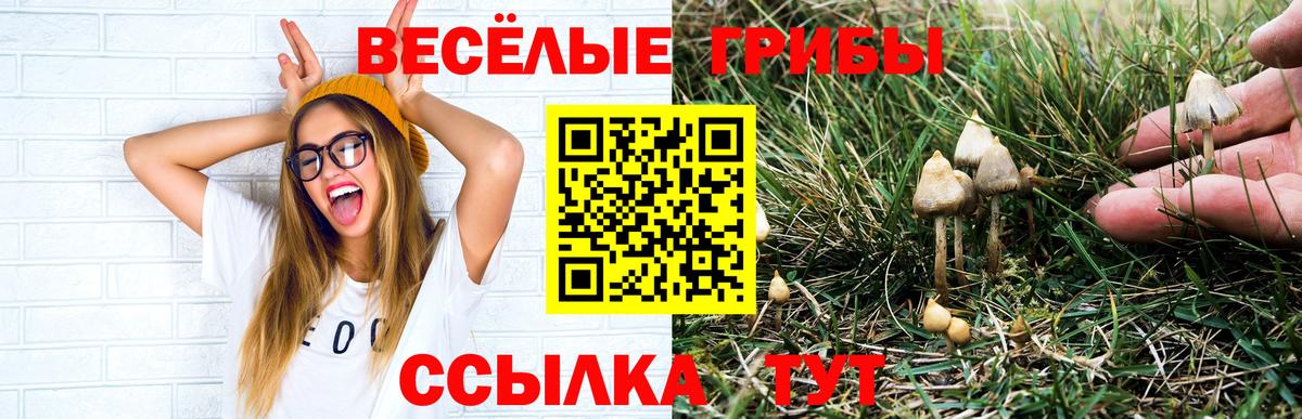 Галлюциногенные грибы Psilocybe  Вход с VPN  Волоколамск 