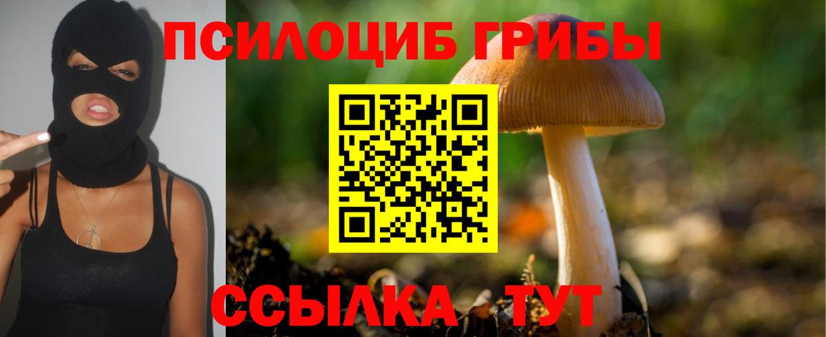 Псилоцибиновые грибы Psilocybe Волоколамск